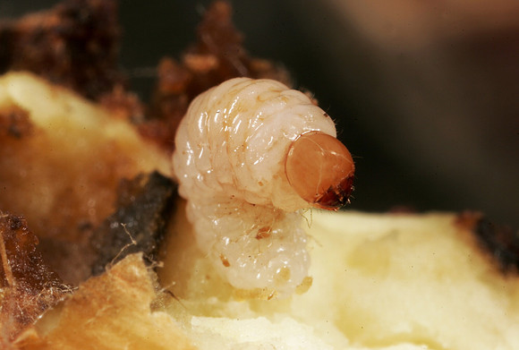 Acorn Weevil Larva - 1