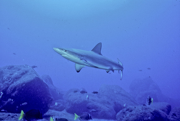 Reef Shark