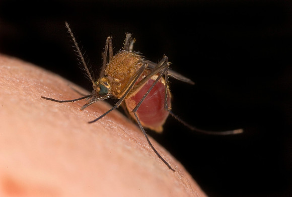Mosquito Feeding - 1
