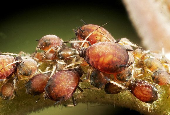 Aphids - 15