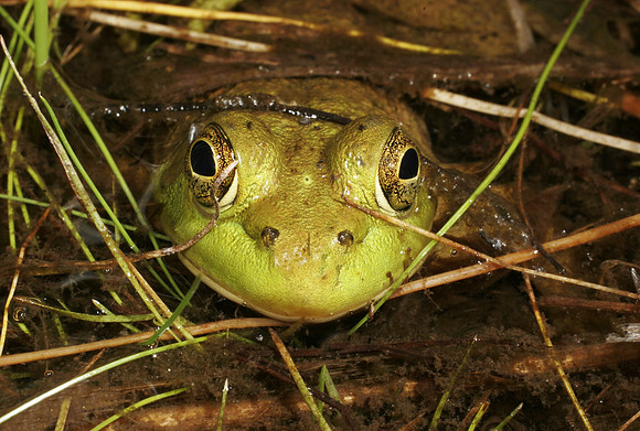 Green Frog - 2