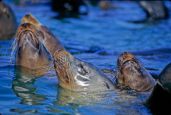 Sea Lions - 4