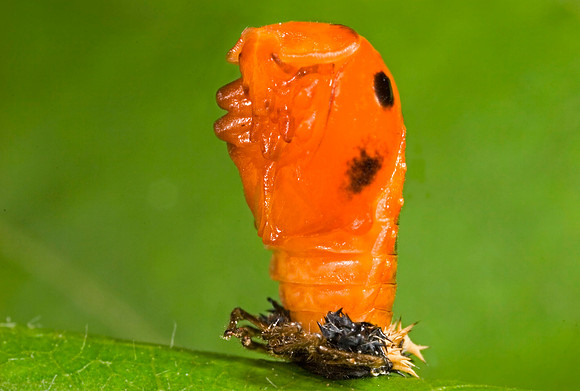 Lady Beetle Pupa - 1