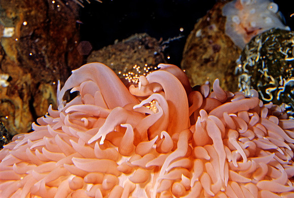 Pom-pom Anemone Releasing Eggs - 1