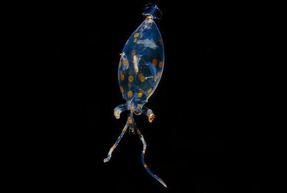 Glass Squid - 1