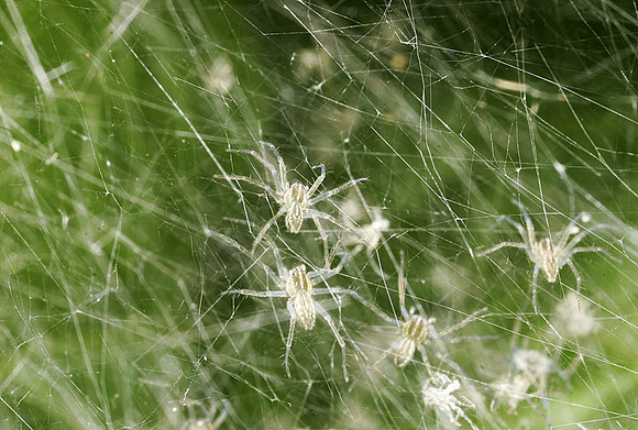 Young Spiders - 6