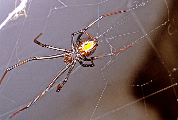 Black Widow - 3