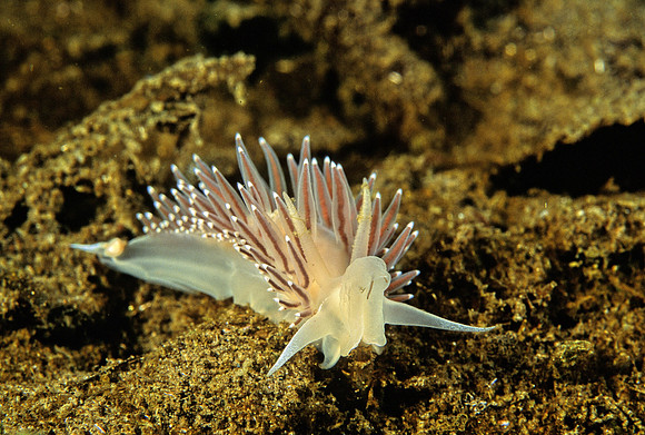 Cuthona