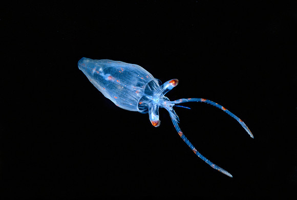 Glass Squid - 2