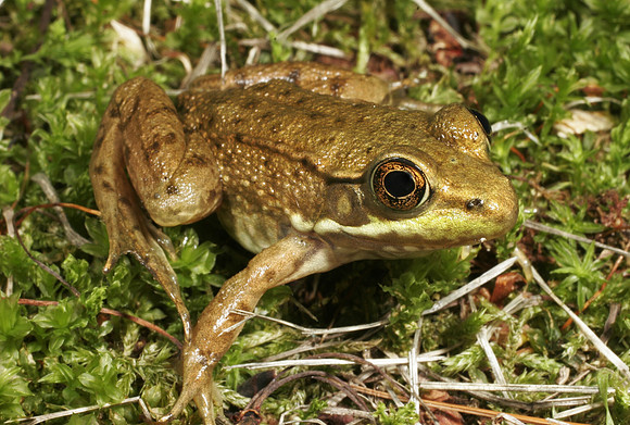 Green Frog - 4
