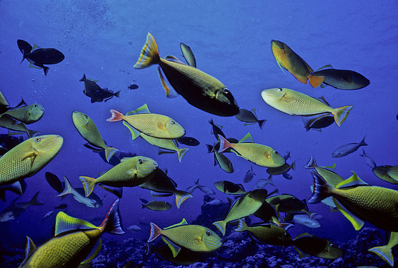 Redtail Triggerfishes