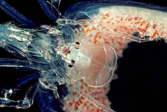 Phronima - 1