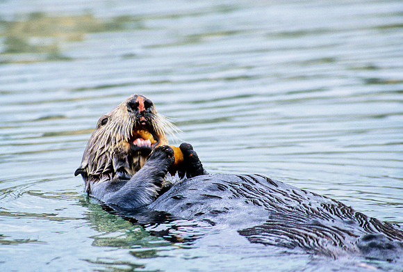 Sea Otter Feeding