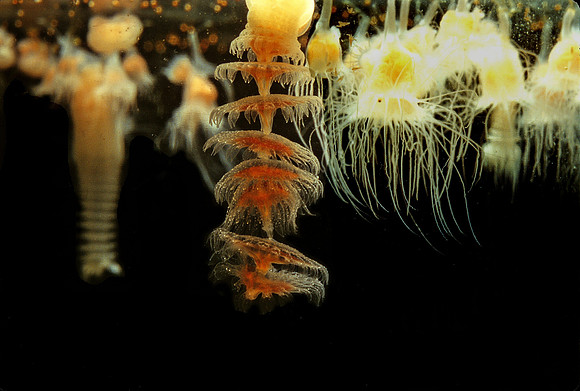Strobilating Polyps - 1