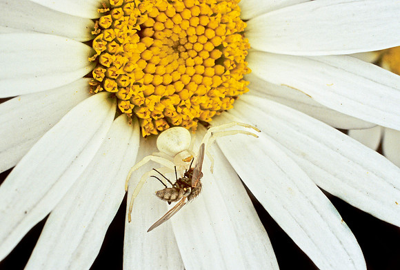 Crab Spider with Prey - 3