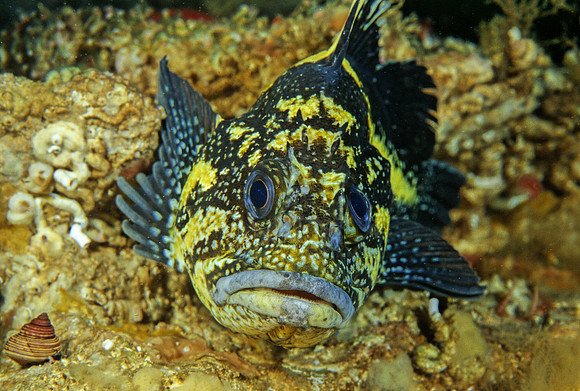 China Rockfish - 2