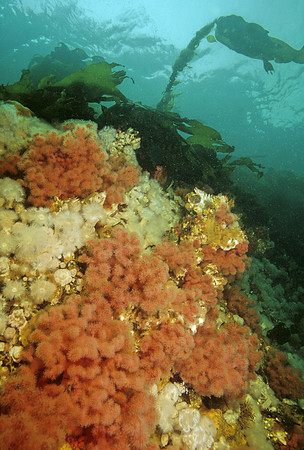 BC Reef - 2