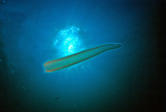 Pyrosome - 2