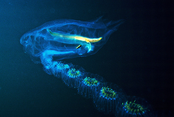 Salp & Stolon - 2
