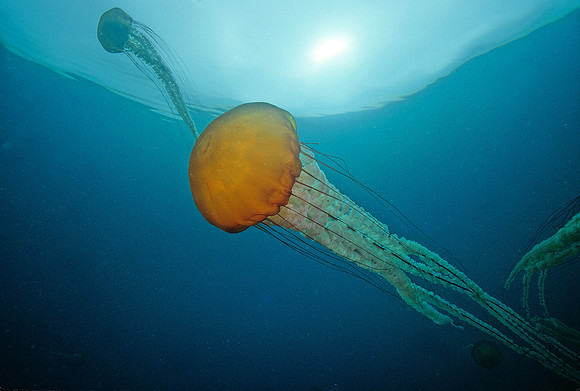Pacific Sea Nettle - 3