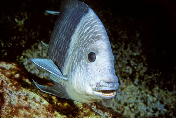 Giant Damselfish