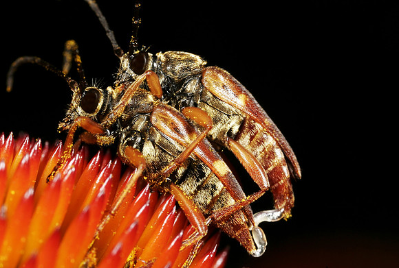 Flower Longhorn Beetles Mating - 1
