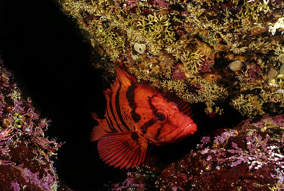 Tiger Rockfish - 1