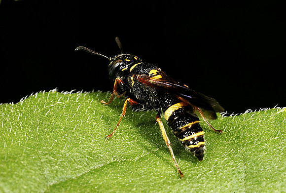 Wasp - 2