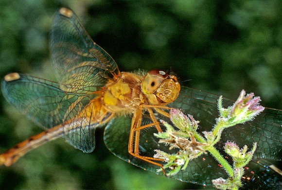 Dragonfly - 2
