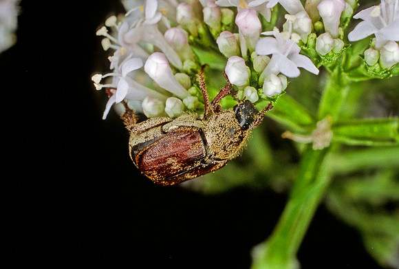Scarab Beetle - 1