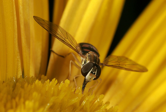 Hoverfly - 3