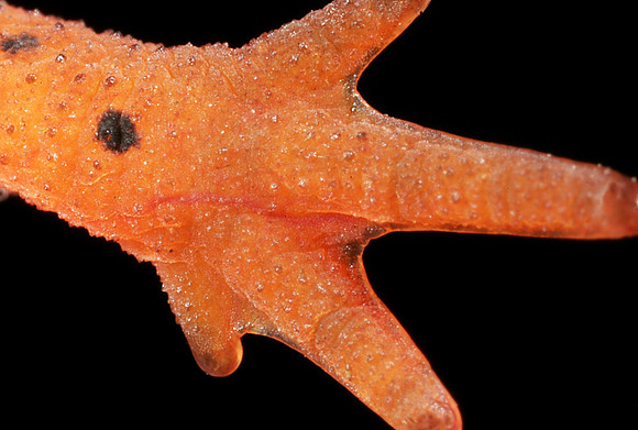 Red Eft Foot - 2