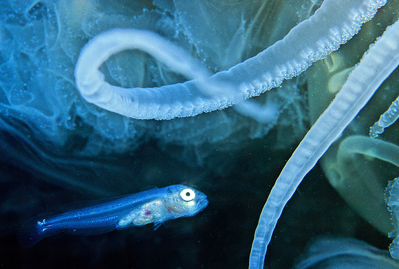 Larval Fish & Egg-yolk Jelly