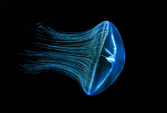 Cross Jelly - 2