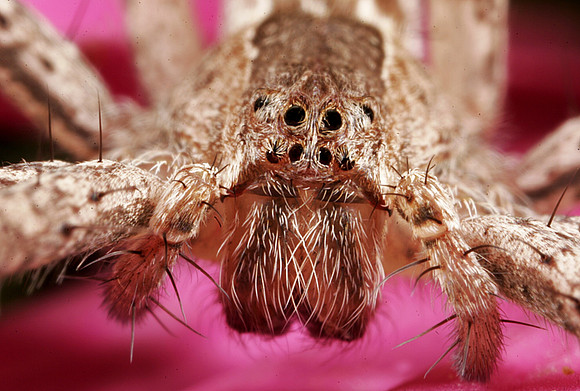 Nursery Web Spider - 4