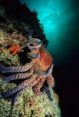 Sunflower Star - 1