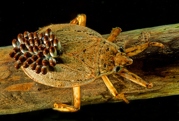 Water Bug Male with Eggs - 1