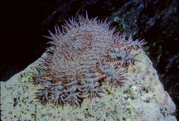 Crown of Thorns - 1