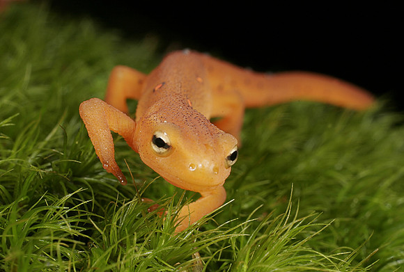 Red Eft Crawling - 5