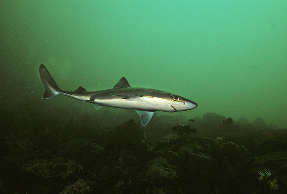 Spiny Dogfish