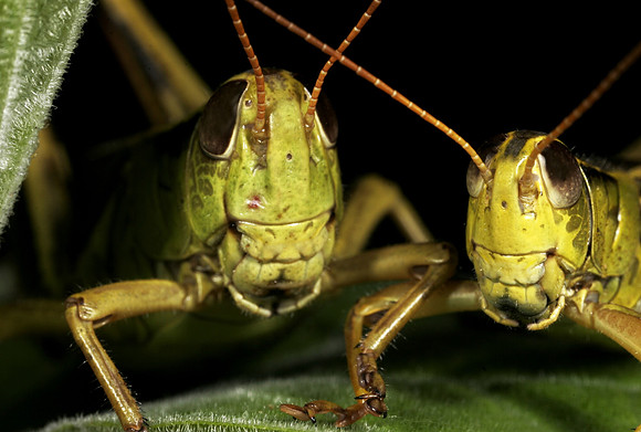 Grasshopper - 7