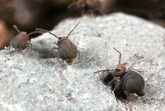 Globular Springtails