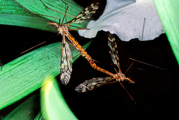 Crane Flies Mating