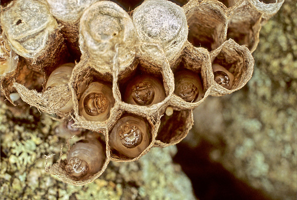 Wasp Nest with Pupae - 2