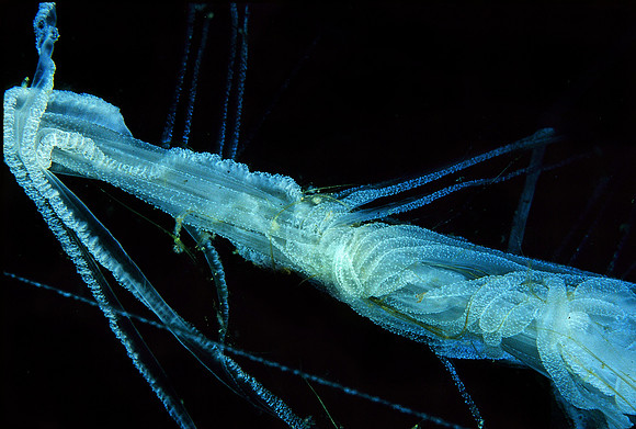 Egg-yolk Jelly Tentacles - 3