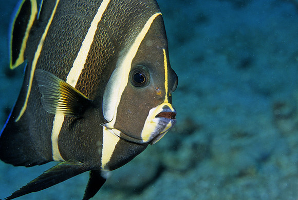 French Angelfish Juvenile - 1