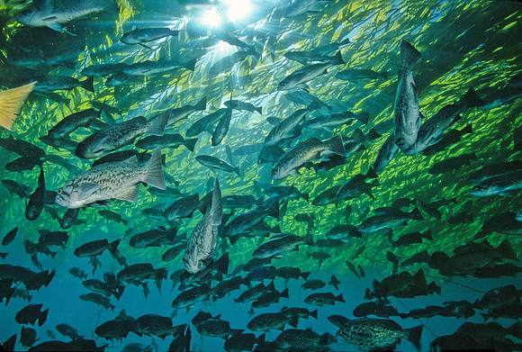 Blue Rockfish in Kelp Forest - 3
