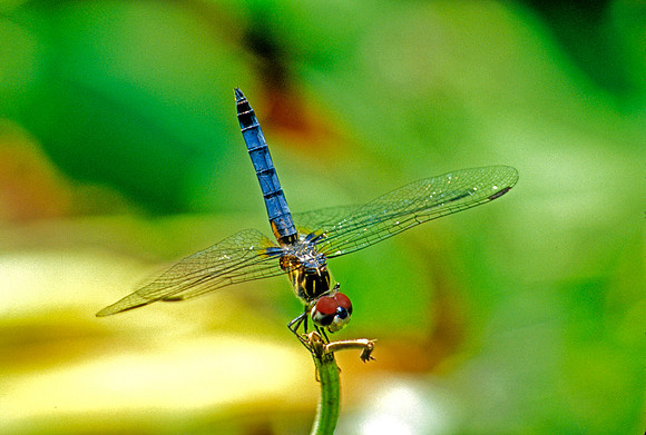 Dragonfly - 7