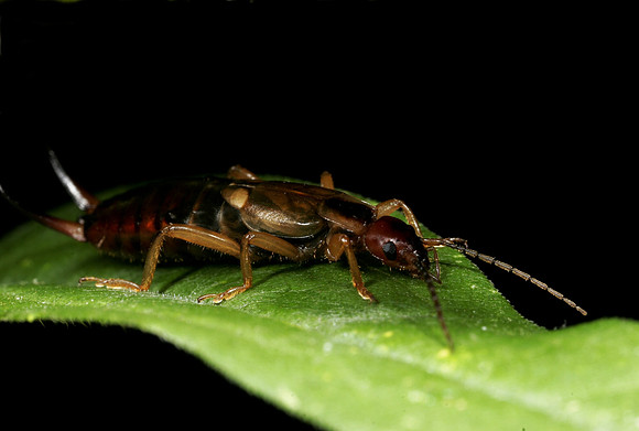 Earwig - 1