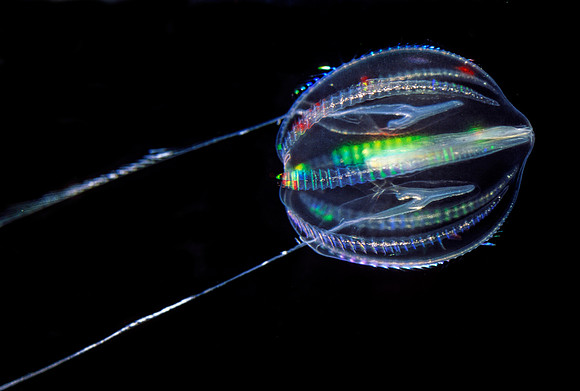 Sea Gooseberry - 2